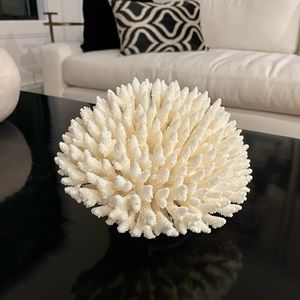COPY - Real Coral Sculpture with Custom Acrylic Base